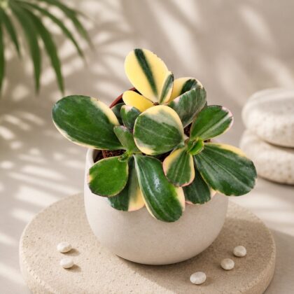 Crassula Ovata Variegated H1 - Nook & Nature