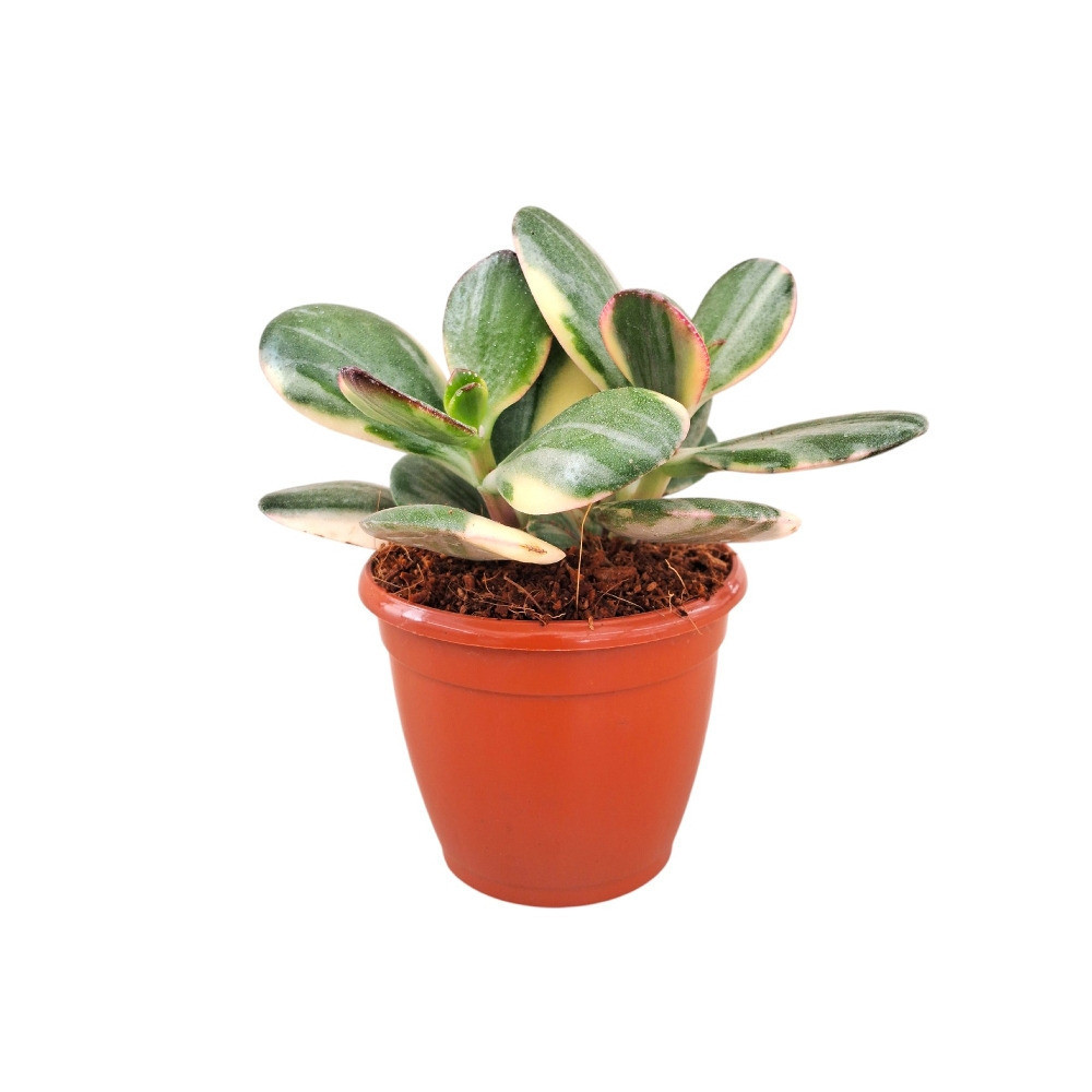 Crassula ovata ‘Variegated’ - Nook & Nature