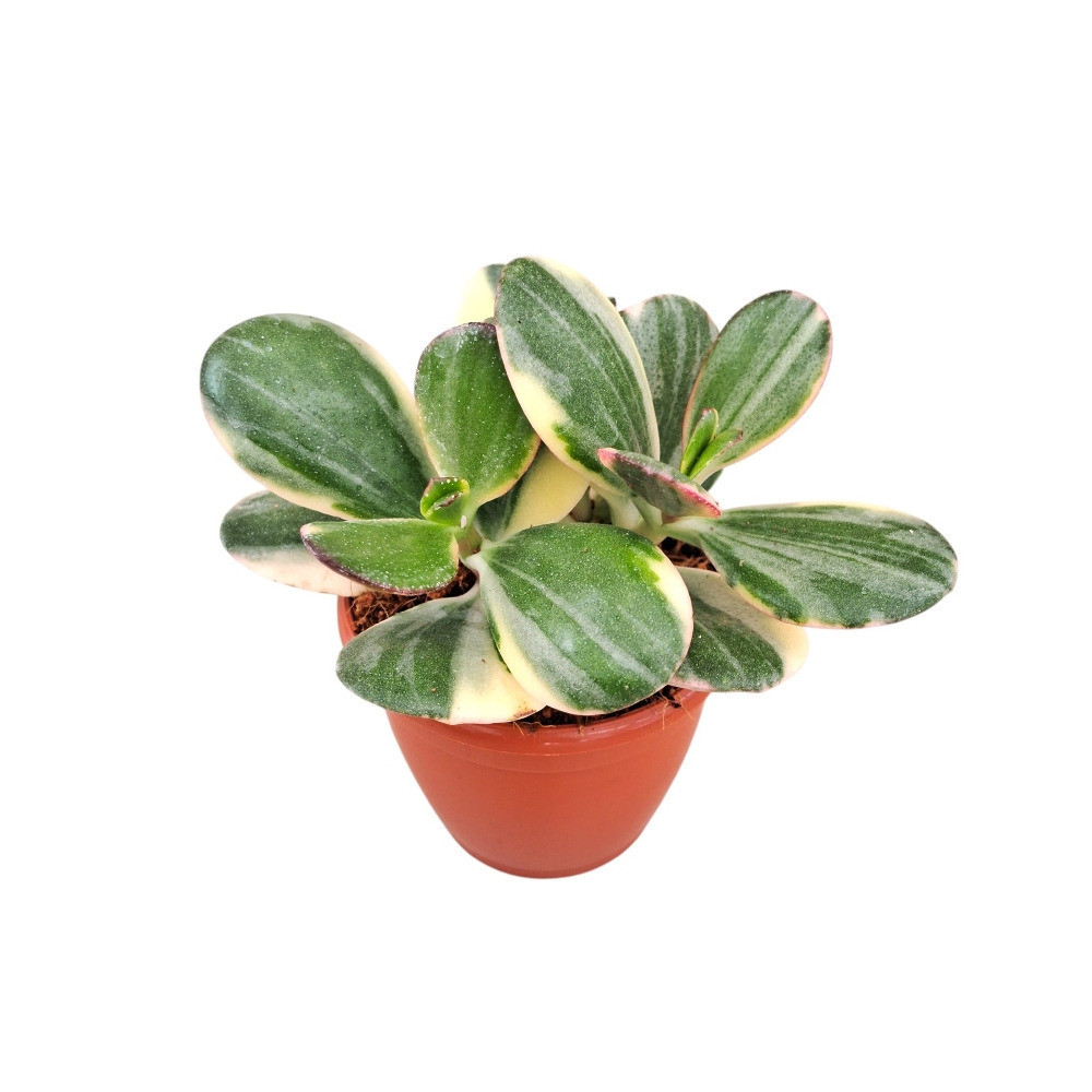 Crassula ovata ‘Variegated’ - Nook & Nature