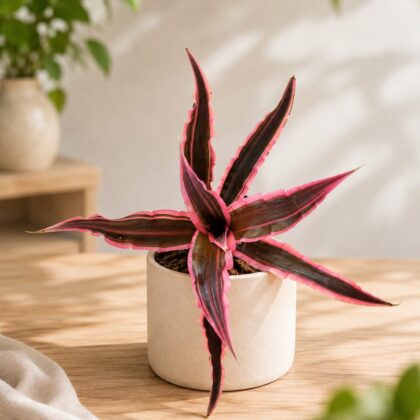 Cryptanthus Arelii It Sq60 - Nook & Nature