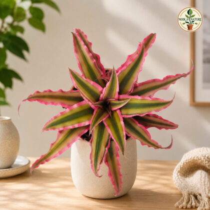 Cryptanthus Bivittatus Pink Starlight H3 - Nook & Nature