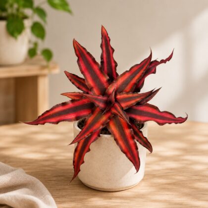 Cryptanthus Bivittatus Red Star H3 - Nook & Nature