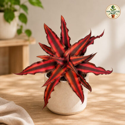Cryptanthus Bivittatus Red Star H3 - Nook & Nature