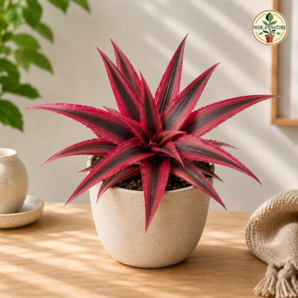 Cryptanthus Bivittatus Ruby Red H3 - Nook & Nature