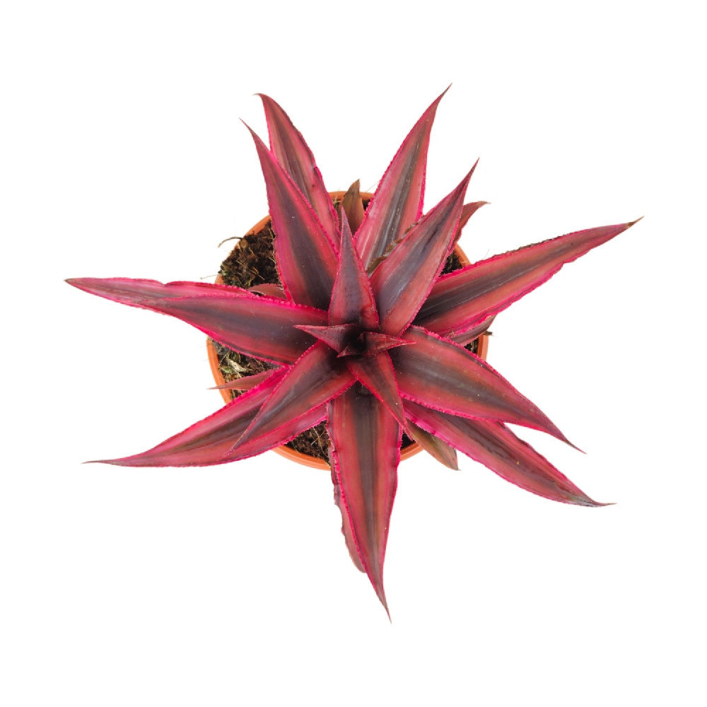 Cryptanthus bivittatus ‘Ruby Red’ - Nook & Nature