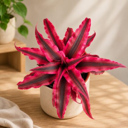 Cryptanthus Bivittatus Ruby Star H3 - Nook & Nature