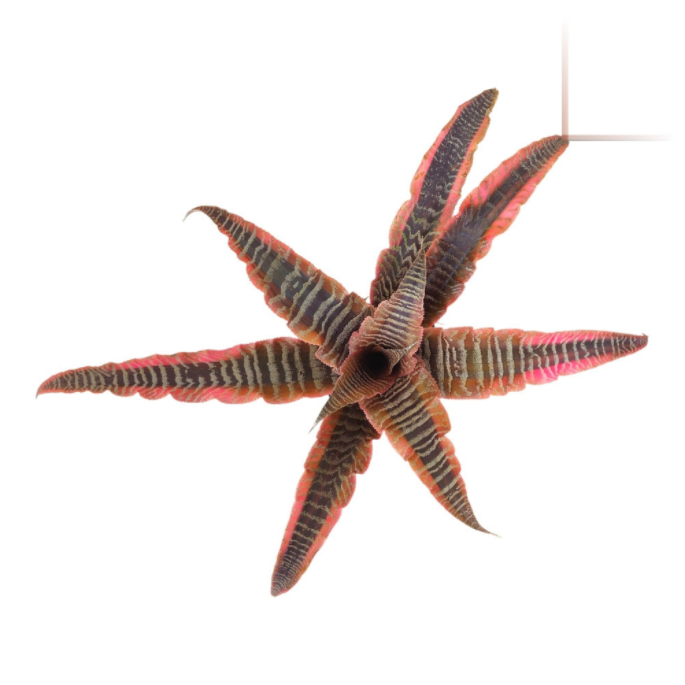 Cryptanthus bivittatus ‘Ruby Star’ - Nook & Nature