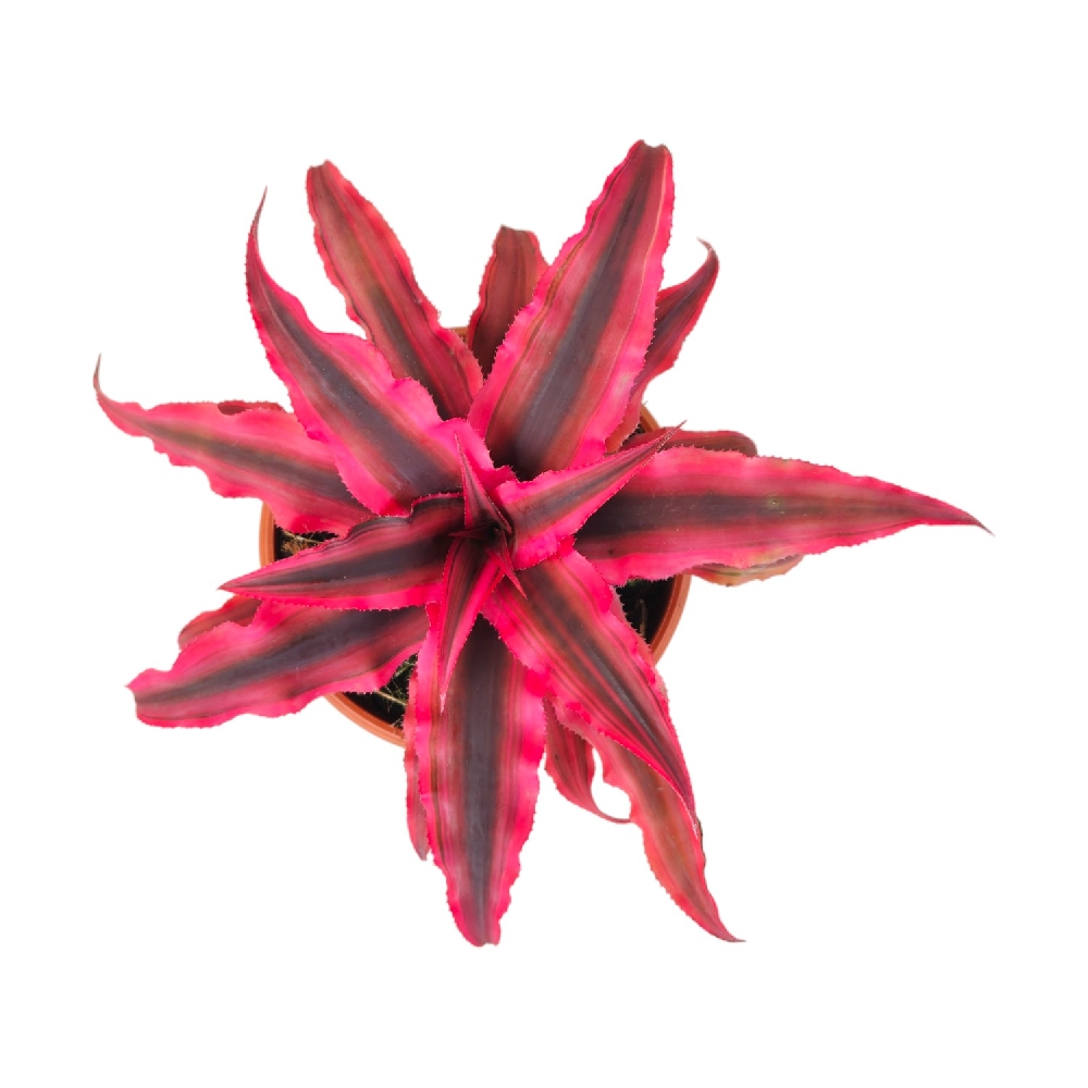 Cryptanthus bivittatus 'Ruby Star' - Image 4