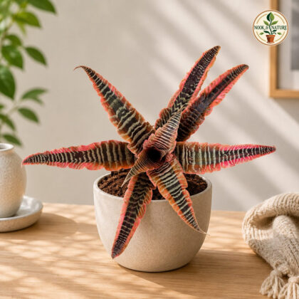 Cryptanthus Fosterianus Elaine Sq60 - Nook & Nature