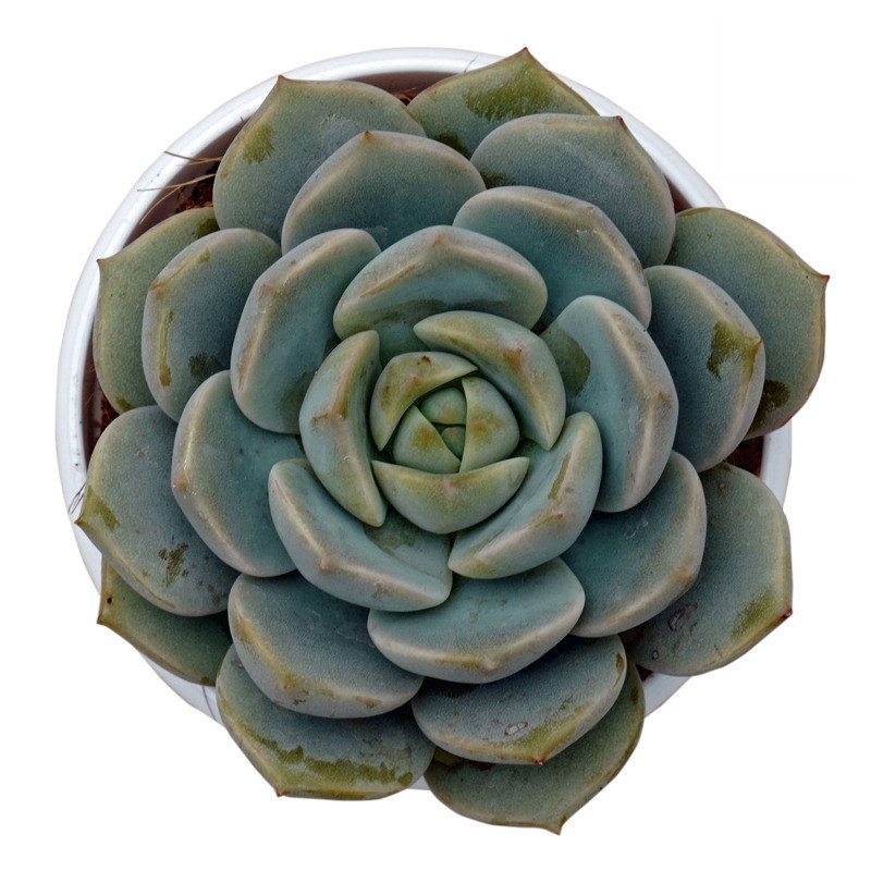 Echeveria ‘Big Lotus’ - Nook & Nature
