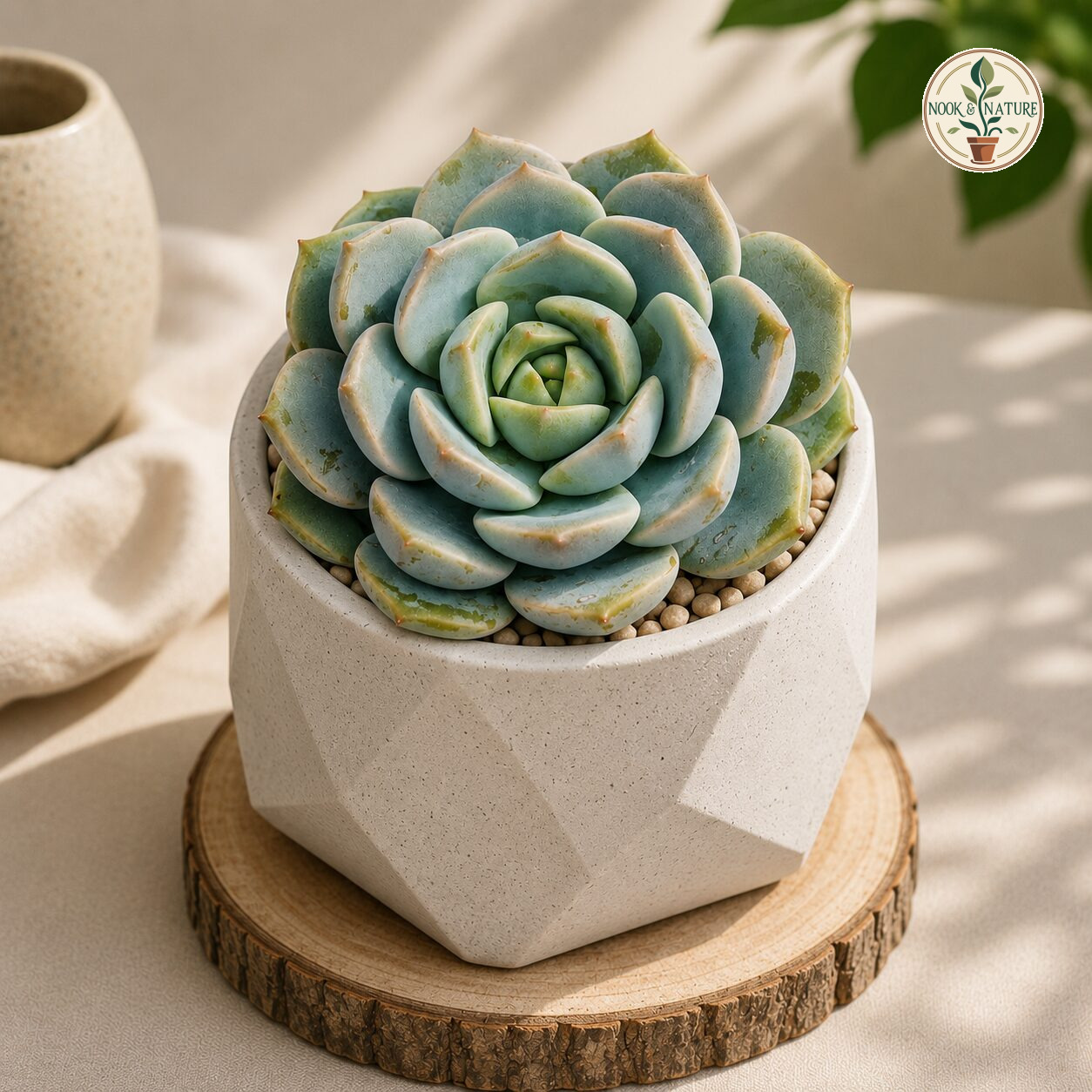 Echeveria ‘Big Lotus’ - Nook & Nature