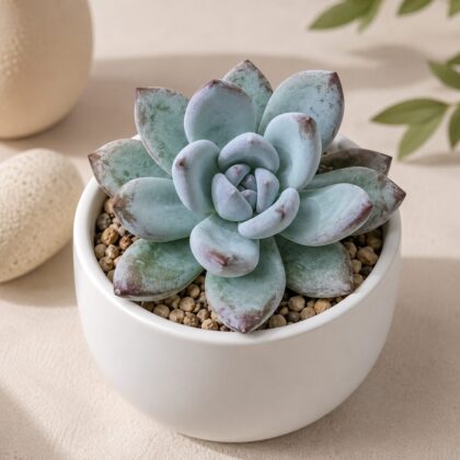 Echeveria Blue Bird H2 - Nook & Nature