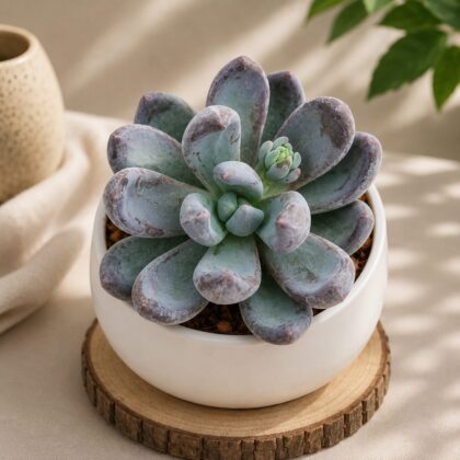 Echeveria Haagai Tolimanensis H2 - Nook & Nature