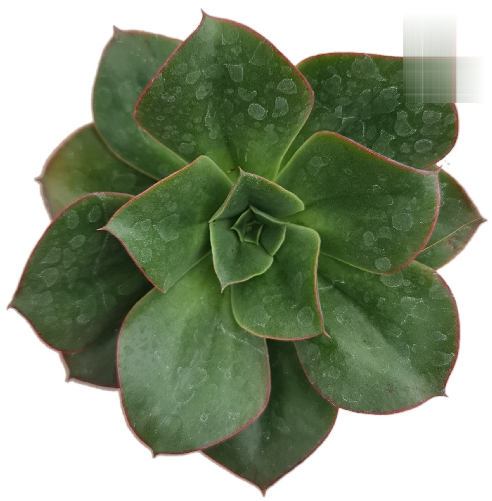 Echeveria Hybrid #12 - Nook & Nature