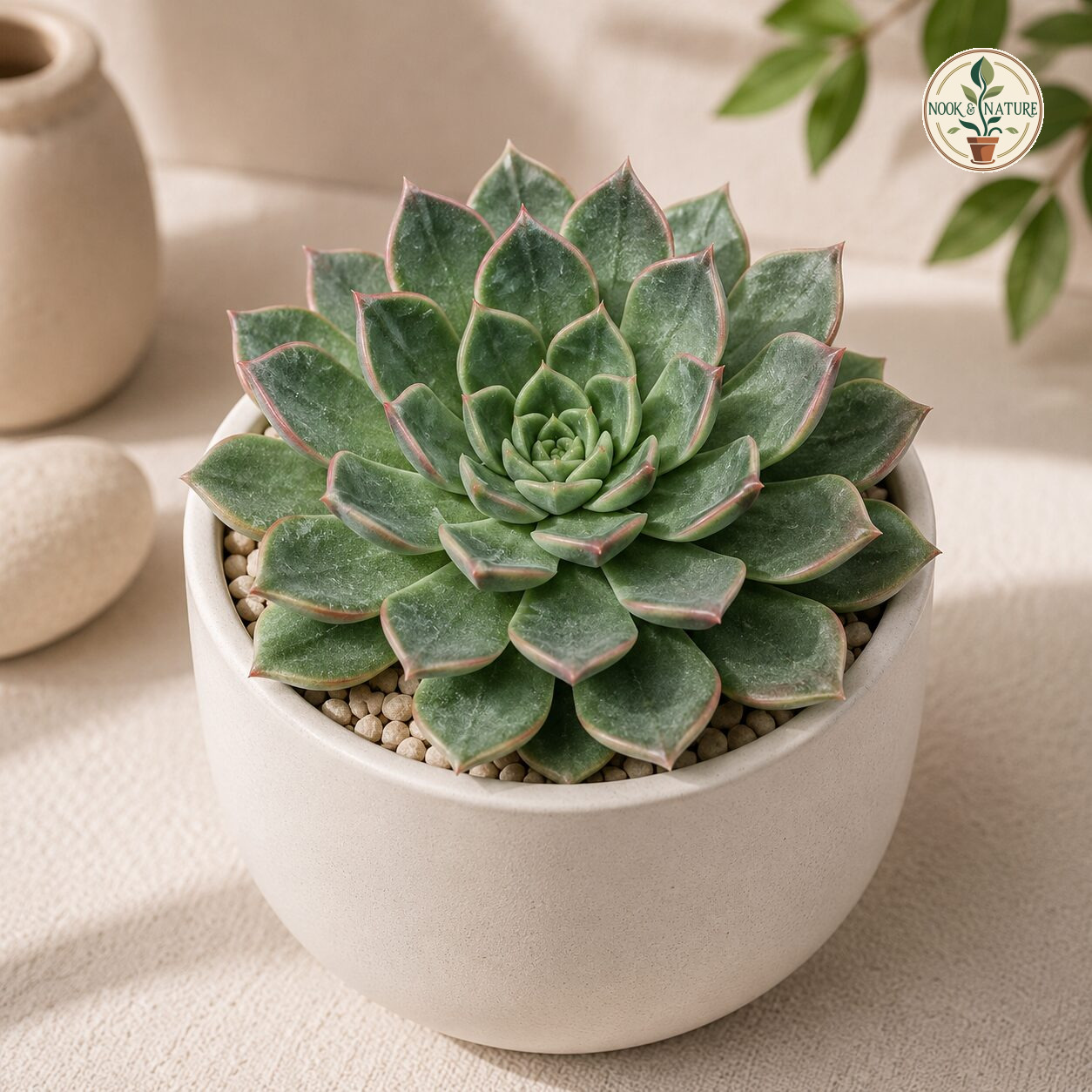 Echeveria Hybrid 160 H2 - Nook & Nature