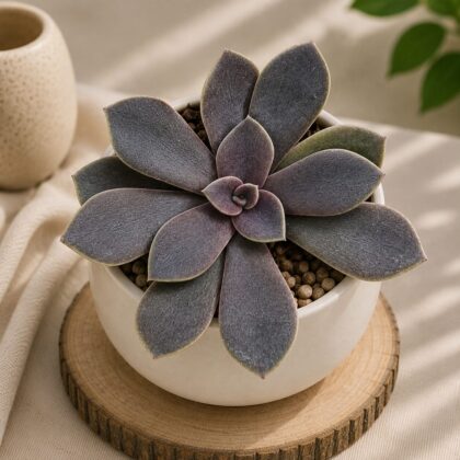 Echeveria Hybrida 301 H2 - Nook & Nature