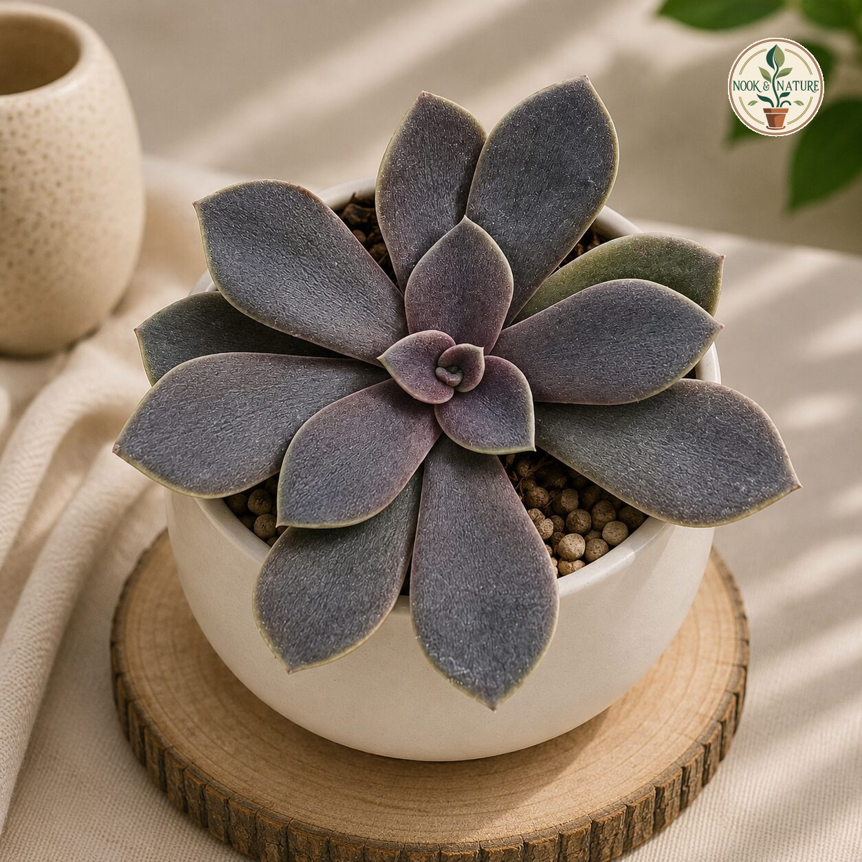 Echeveria Hybrida 301 H2 - Nook & Nature