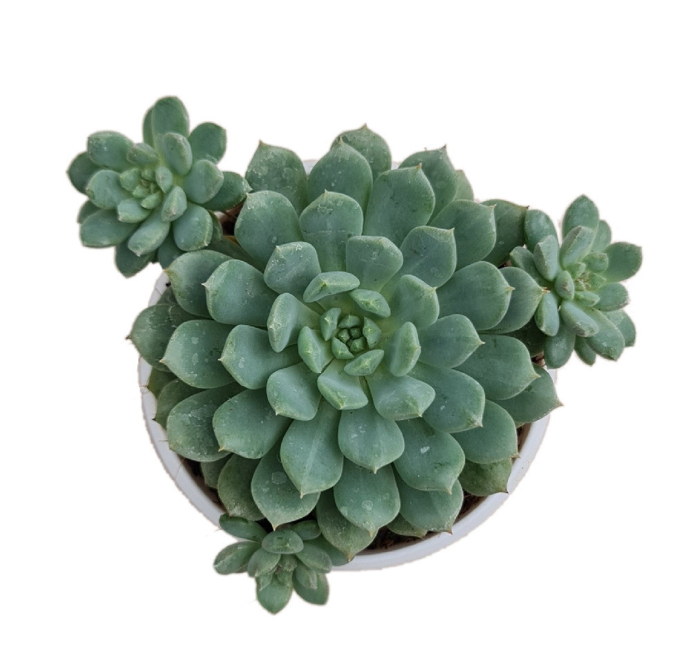 Echeveria hybrida ‘Blue Sunshine’ (#54) - Nook & Nature