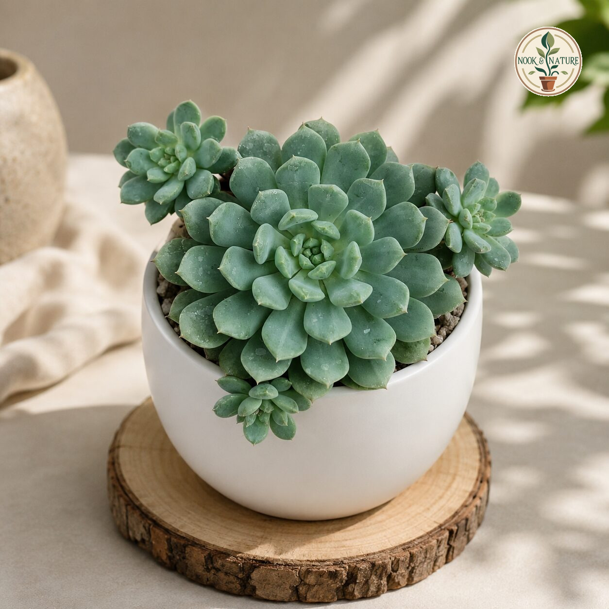 Echeveria Hybrida Blue Sunshine 54 H2 - Nook & Nature