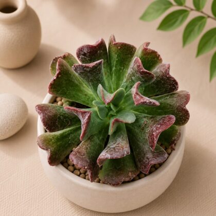 Echeveria Hybrida Dark Vader H2 - Nook & Nature