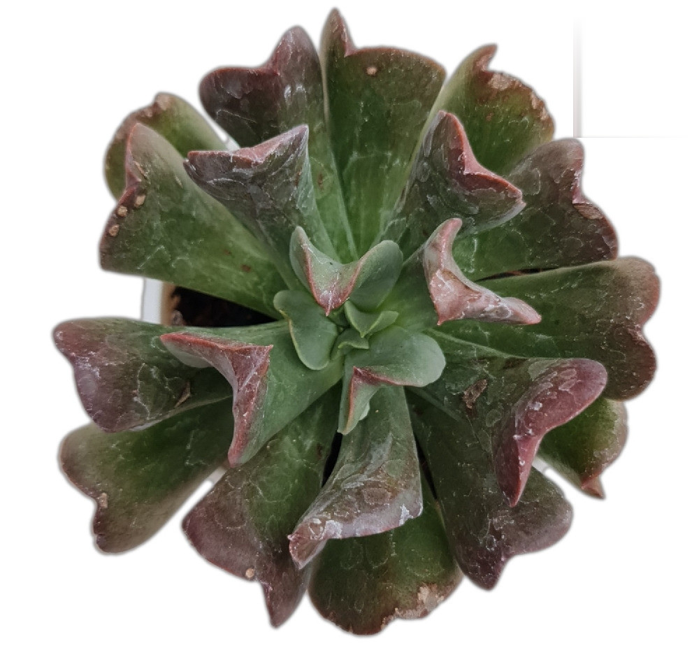 Echeveria Hybrida ‘Dark Vader’ - Nook & Nature