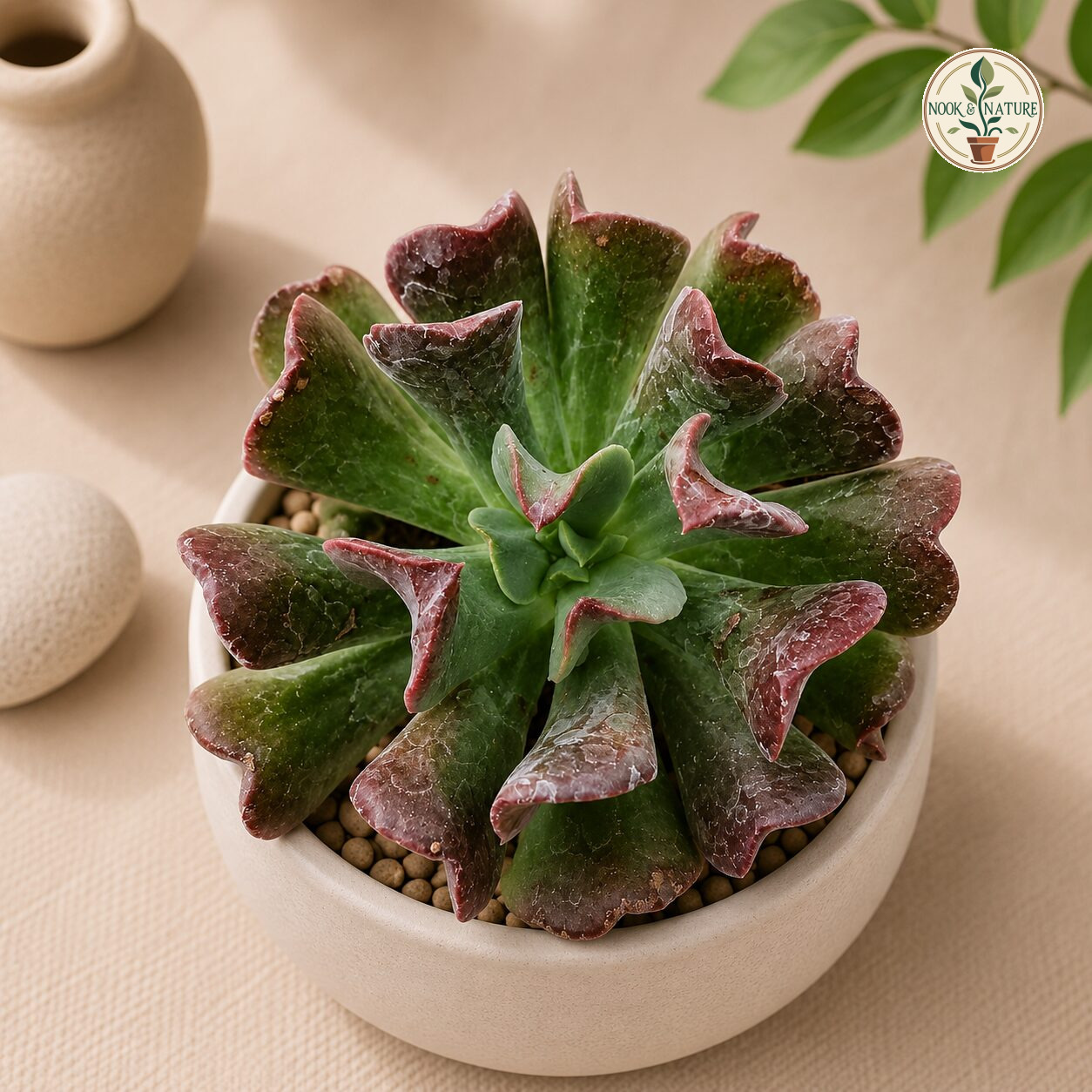 Echeveria Hybrida Dark Vader H2 - Nook & Nature
