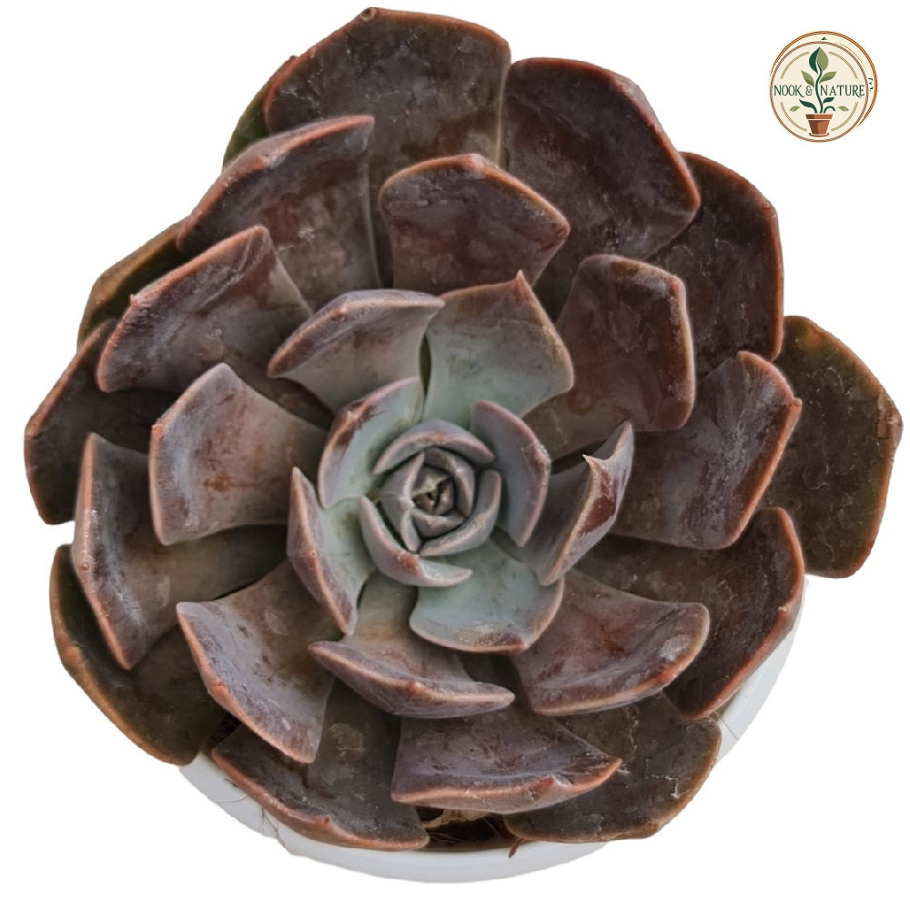 Echeveria hybrida ‘Dusty Rose’ (#356) - Nook & Nature