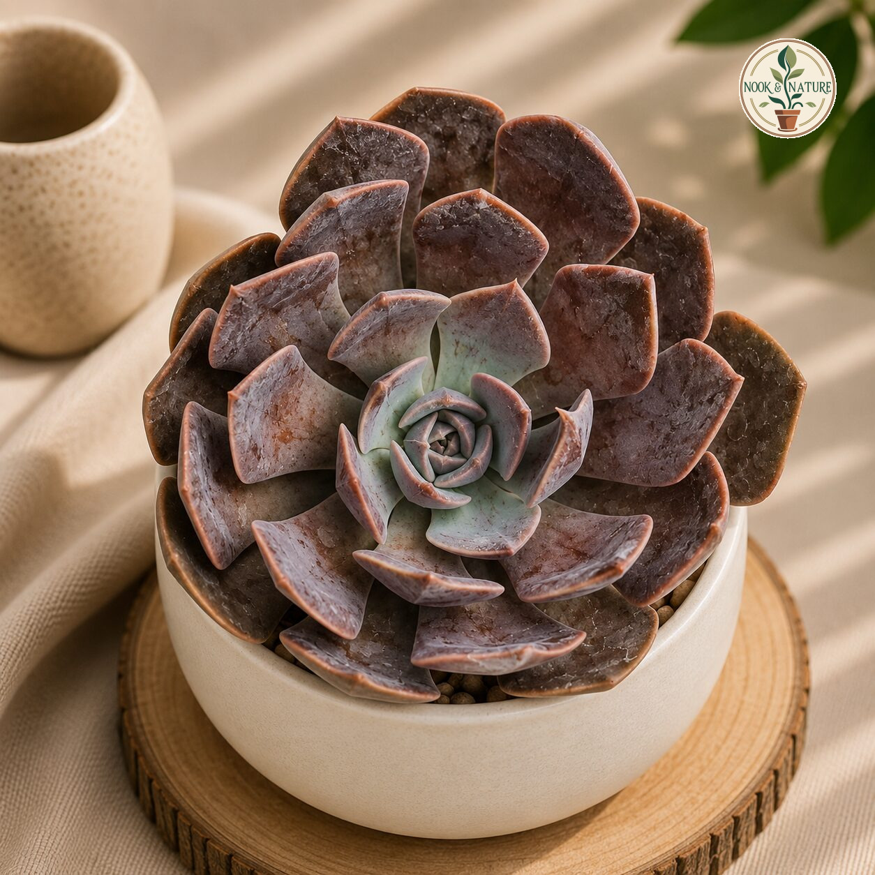 Echeveria Hybrida Dusty Rose 356 H2 - Nook & Nature
