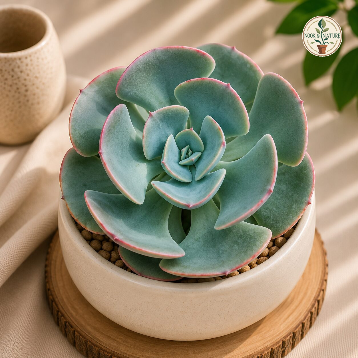 Echeveria Hybrida Hummels Bell H1 - Nook & Nature