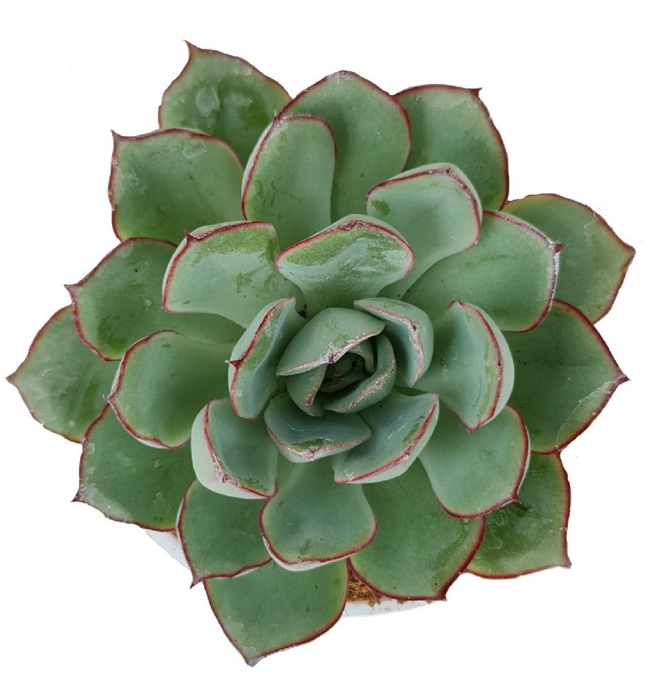 Echeveria Hybrida ‘Lipstick’ - Nook & Nature