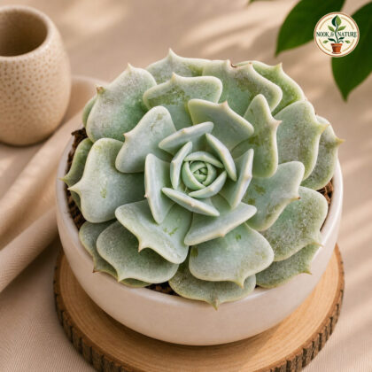 Echeveria Hybrida Lola H2 - Nook & Nature