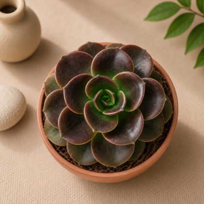 Echeveria Hybrida Melaco H2 - Nook & Nature