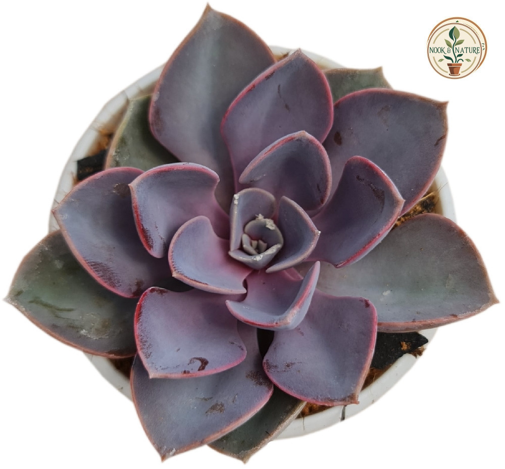 Echeveria Hybrida ‘Perle von Nürnberg’ - Nook & Nature