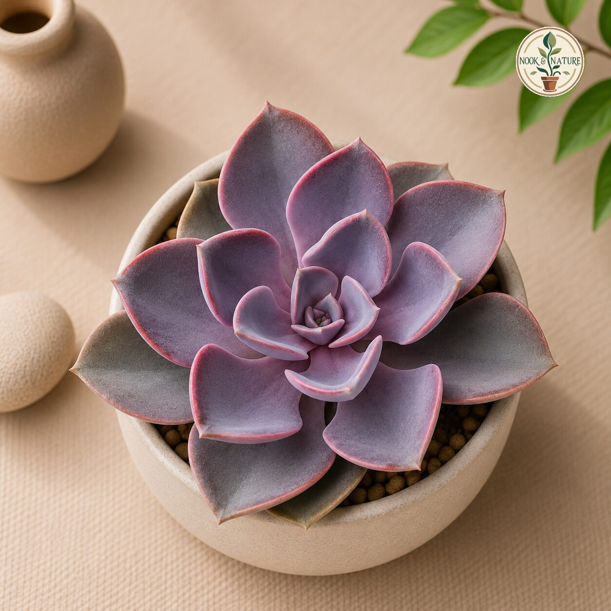 Echeveria Hybrida ‘Perle von Nürnberg’ - Nook & Nature