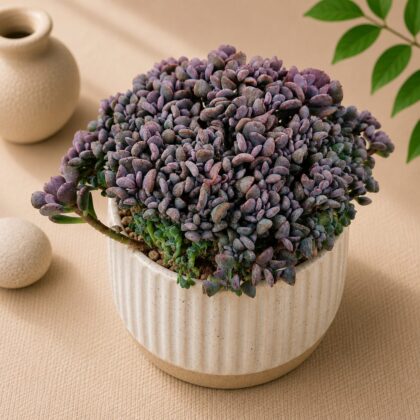 Echeveria Hybrida Purple Spoons Cristate H1 - Nook & Nature