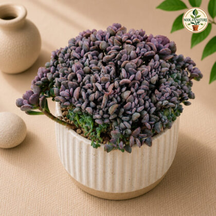 Echeveria Hybrida Purple Spoons Cristate H1 - Nook & Nature