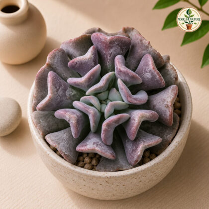 Echeveria Hybrida Purple Spoons H2 - Nook & Nature