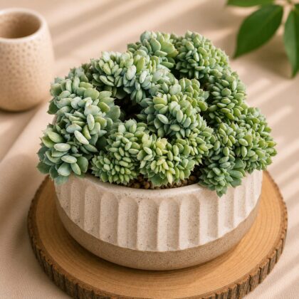 Echeveria Hybrida Topsy Turvy Cristate H1 - Nook & Nature