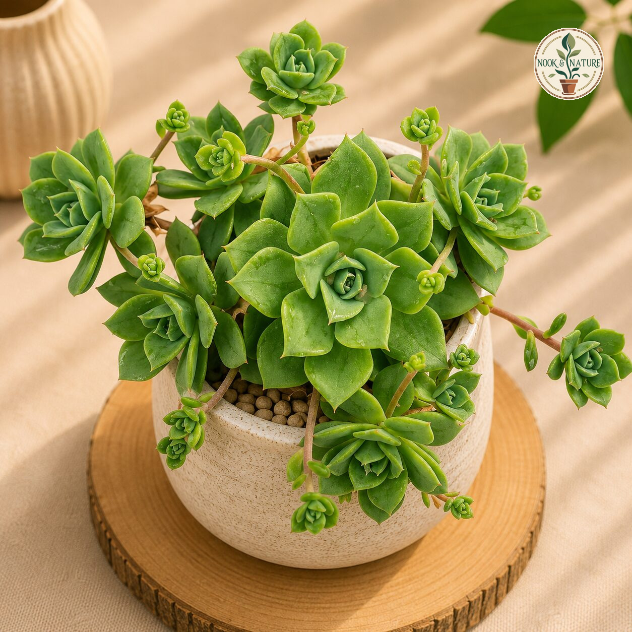 Echeveria Jadeite Micro Hb - Nook & Nature
