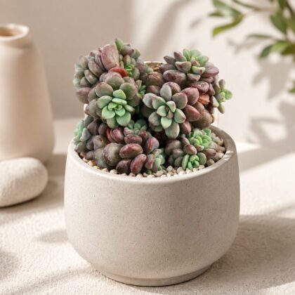 Echeveria Manaudes Blue Rosette Succulent H2 - Nook & Nature