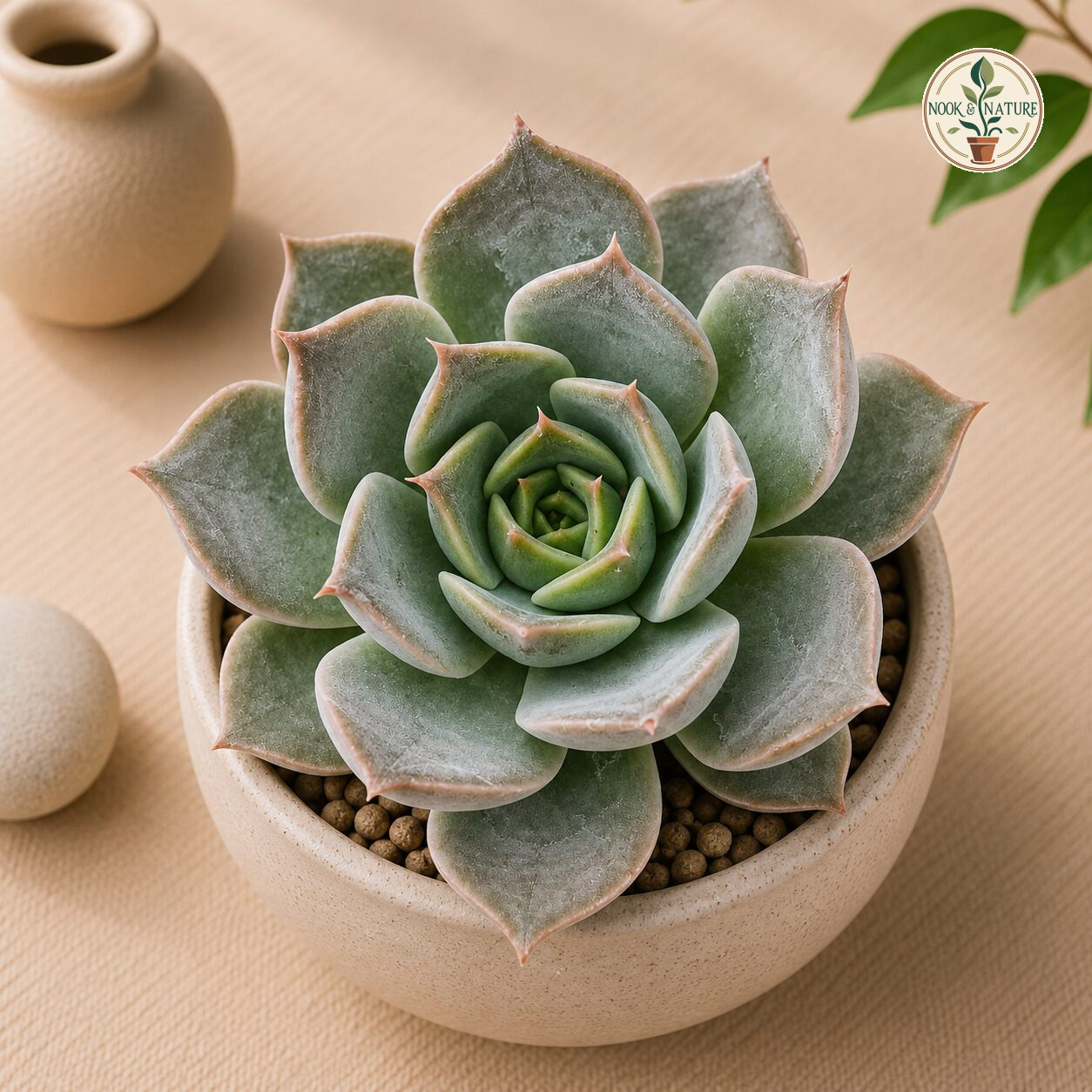 Echeveria Mensa H2 - Nook & Nature
