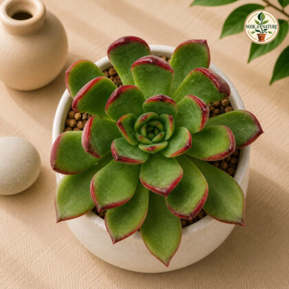 Echeveria Red Edge H2 - Nook & Nature