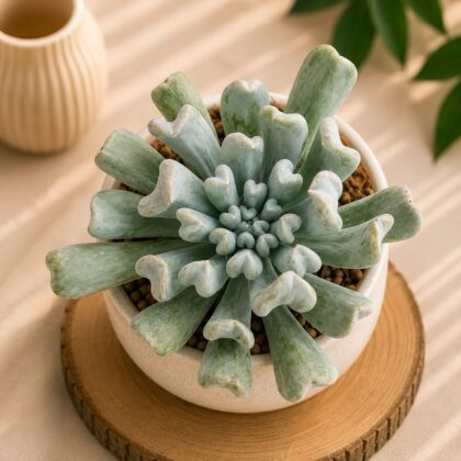 Echeveria Runyonii Topsy Turvy H1 - Nook & Nature