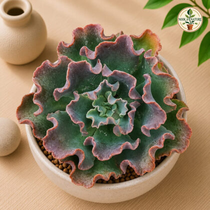 Echeveria shaviana (#42) – Velvet Ruffle Succulent - Nook & Nature