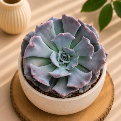 Echeveria Shaviana Silver H2 - Nook & Nature