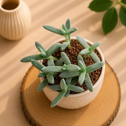 Echeveria Taylorii H1 - Nook & Nature