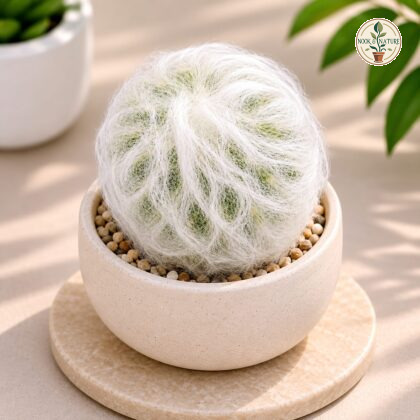Espostoa Melanostele Peruvian Old Lady Cactus H2 - Nook & Nature