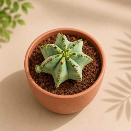 Euphorbia Anoplia H2 - Nook & Nature