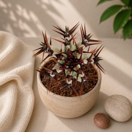 Euphorbia Confinalis Ssp Rhodesica H2 - Nook & Nature