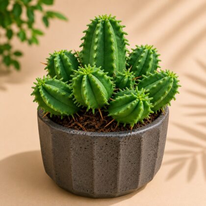 Euphorbia Ferox Hybrid H2 - Nook & Nature